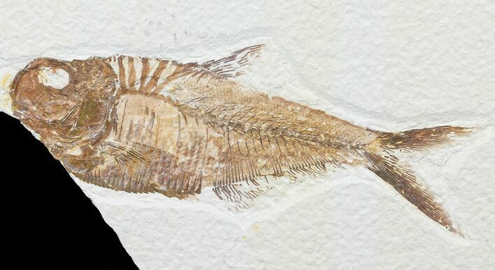 Bargain, Diplomystus Fossil Fish - Wyoming #67930